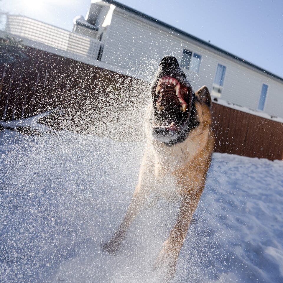 brown and black short coated dog running on snow covered ground during daytime